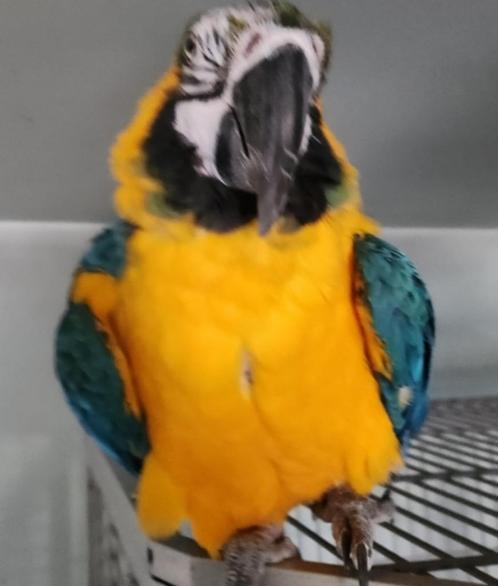 ❤️❤️❤️   BLAUWGELE   ARA   IS   EEN   MANNEKE, Dieren en Toebehoren, Vogels | Parkieten en Papegaaien, Papegaai, Mannelijk, Pratend