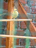 2 Kanarie jongen 2025, Dieren en Toebehoren, Vogels | Kanaries, Geslacht onbekend, Kleurkanarie