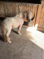 Etalon appaloosa, Ophalen