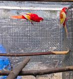 Rosella pop, Dieren en Toebehoren