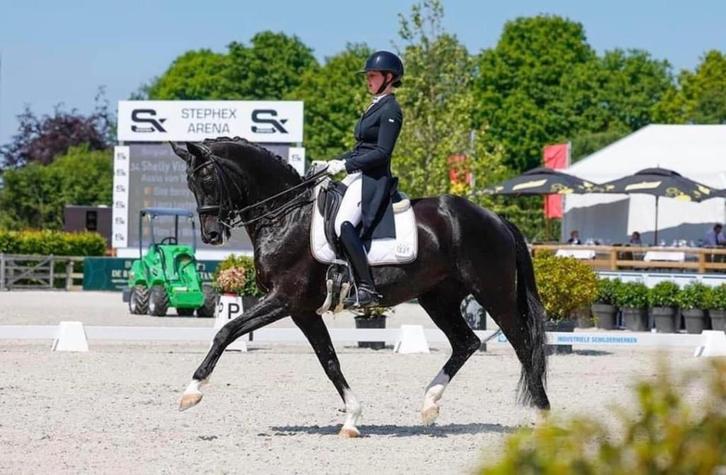 Wedstrijd groom gezocht, Dieren en Toebehoren, Paarden, Meerdere dieren, Niet van toepassing, Dressuurpaard