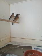 Jonge schamalijsters 2025, Dieren en Toebehoren, Meerdere dieren, Tropenvogel, Geringd