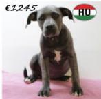 Krachtige American Staffordshire Terrier-puppy’s te koop, Dieren en Toebehoren, 15 weken tot 1 jaar, Handelaar, CDV (hondenziekte)