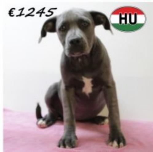 Krachtige American Staffordshire Terrier-puppy’s te koop, Dieren en Toebehoren, Honden | Jack Russells en Terriërs, Meerdere dieren
