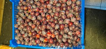 Prunes reine Claude violette 1.50 le kg, Enlèvement