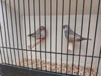 Grote zebravinken, Dieren en Toebehoren