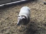 Schapen ooi, Dieren en Toebehoren, Vrouwelijk, Schaap, 3 tot 5 jaar