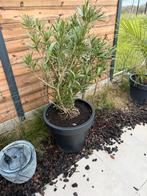 Oleander met pot, Tuin en Terras, Ophalen