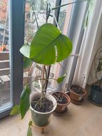 Monstera deliciosa, Huis en Inrichting, Ophalen