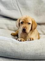 Belgische Labrador pupjes beschikbaar, België, CDV (hondenziekte), 8 tot 15 weken, Labrador retriever