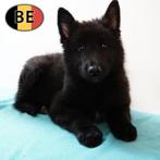 Prachtige Groenendaeler-puppy’s te koop, België, Handelaar, CDV (hondenziekte), 8 tot 15 weken