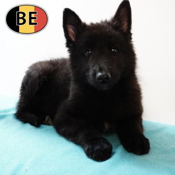 Prachtige Groenendaeler-puppy’s te koop beschikbaar voor biedingen