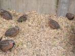 Harlekijn kwartel, Dieren en Toebehoren, Meerdere dieren, Tropenvogel