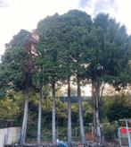 GRATIS bomen ( brandhout), Ophalen of Verzenden