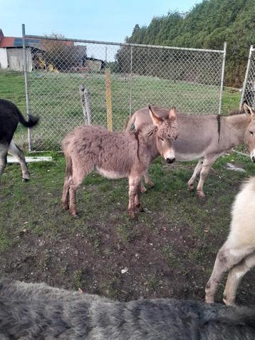 Prachtig ezeltje  beschikbaar voor biedingen