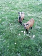 Kameroenschapen (1 bok, 1 ooi en 1 lam), Dieren en Toebehoren, Schapen, Geiten en Varkens, Schaap, 0 tot 2 jaar