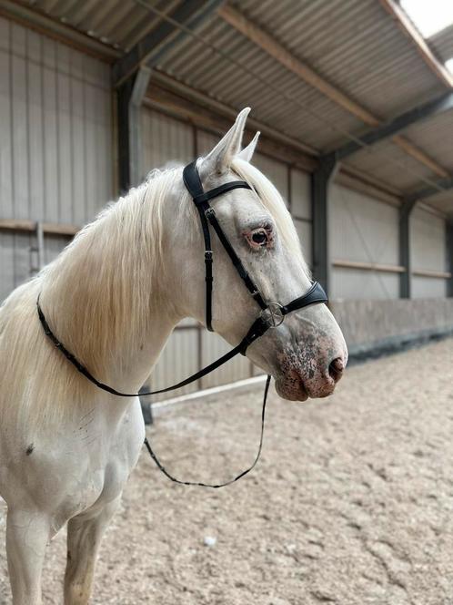 Nalanta bitloos hoofdstel Full, Dieren en Toebehoren, Paarden en Pony's | Hoofdstellen en Tuigage, Ophalen of Verzenden