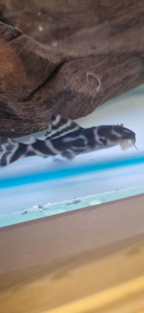 Jonge L236 bs, Dieren en Toebehoren, Vissen | Aquariumvissen