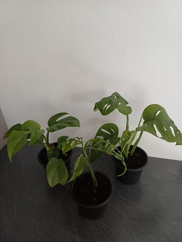 Monstera obliqua peru/Monstera adansonii/ Rhaphidophora  beschikbaar voor biedingen
