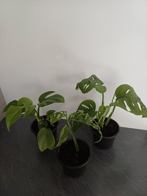 Monstera obliqua peru/Monstera adansonii/ Rhaphidophora, Huis en Inrichting, Kamerplanten, Ophalen of Verzenden