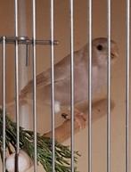 2 koppels goudvinken, Dieren en Toebehoren, Vogels | Overige Vogels, Meerdere dieren, Wildzangvogel, Geringd