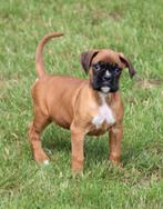 Boxer pups, België, CDV (hondenziekte), 8 tot 15 weken, Bulldog