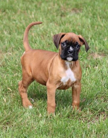 Boxer pups beschikbaar voor biedingen