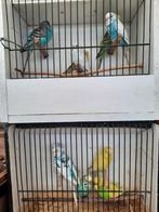 GRASPARKIETEN -ALLE kleuren  - Interesse? 0479.384258, Dieren en Toebehoren, Vogels | Parkieten en Papegaaien, Parkiet