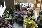 Siernetel (coleus) ,jonge plantjes aan 2 euro, Huis en Inrichting, Kamerplanten, Ophalen, In pot