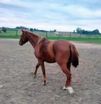 Half quarter hengst, Dieren en Toebehoren, Pony's, Hengst, M