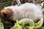 Cavia’s, Cavia, Mannelijk, Juli, Tam