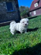 Mooie Maltezer pups, Dieren en Toebehoren, België, Maltezer, CDV (hondenziekte), 8 tot 15 weken