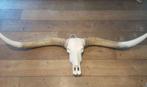 Longhoorn skull dierenschedel longhorn skulls dierenhoofd, Envoi, Neuf