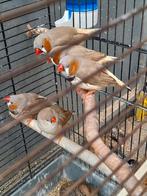 Grote zebravinken 4 stuks, Dieren en Toebehoren, Ophalen