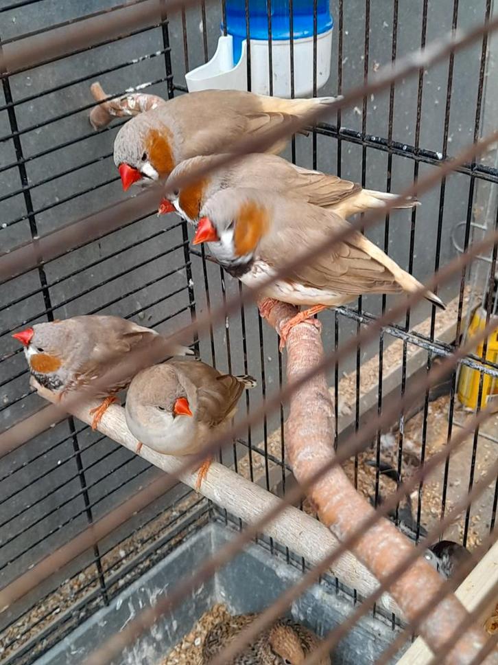 Grote zebravinken 4 stuks, Dieren en Toebehoren, Overige Dieren-accessoires, Ophalen