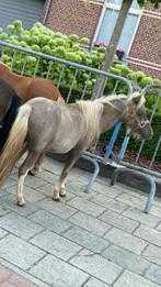 Miniatuurpaard hengstje te koop, Dieren en Toebehoren, Pony's, Gechipt, 0 tot 2 jaar, Hengst, A pony (tot 1.17m)