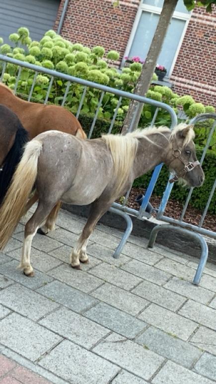 Miniatuurpaard hengstje te koop, Dieren en Toebehoren, Pony's, Hengst, Onbeleerd, A pony (tot 1.17m), 0 tot 2 jaar, Gechipt, Ontwormd