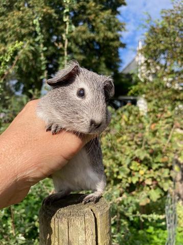 MAGNIFIQUES BEBES COBAYES AGOUTI ARGENTÉS