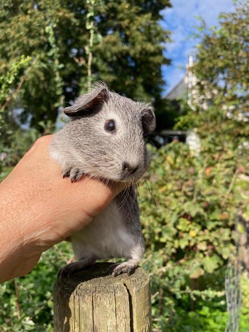 MAGNIFIQUES BEBES COBAYES AGOUTI ARGENTÉS, Animaux & Accessoires, Rongeurs, Plusieurs animaux, Cobaye, Domestique