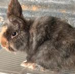 4 konijnen, Dieren en Toebehoren, Konijnen