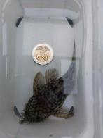 Vrij grote L519 ancistrus honingraat variant/ruitenkuiser, Vis, Zoetwatervis