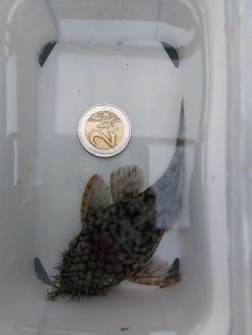 Vrij grote L519 ancistrus honingraat variant/ruitenkuiser  beschikbaar voor biedingen