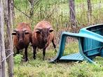Bruine ramlammetjes ouessant, Dieren en Toebehoren