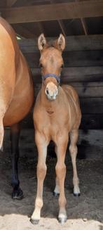 Quarter (Aqha) x Paint ( Apha) veulen, Dieren en Toebehoren, Minder dan 160 cm, 0 tot 2 jaar, Hengst, Westernpaard