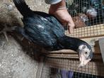 Shamo aseel kuikens  tekoop, Dieren en Toebehoren, Vrouwelijk, Kip