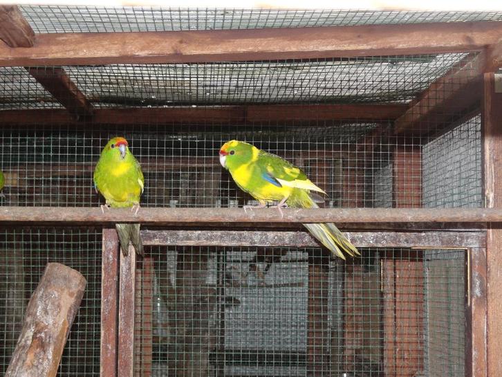 Kakarikie 2025, kakariki, Animaux & Accessoires, Oiseaux | Perruches & Perroquets