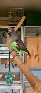 Opzoek naar meyer pop, Dieren en Toebehoren