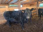 Koe rund angus