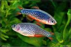 GERESERVEERD Galaxy rasbora (Celestial Pearl Danio)