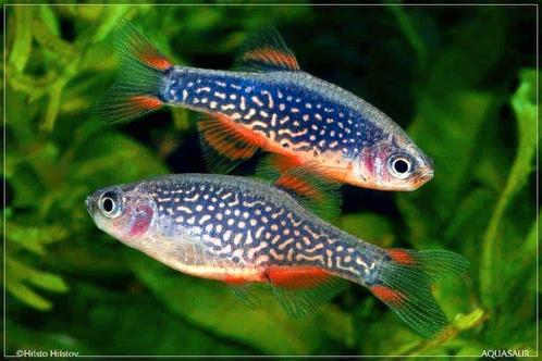 GERESERVEERD Galaxy rasbora (Celestial Pearl Danio), Dieren en Toebehoren, Vissen | Aquariumvissen